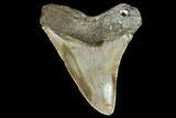 Fossil Megalodon Tooth - North Carolina #98990-2